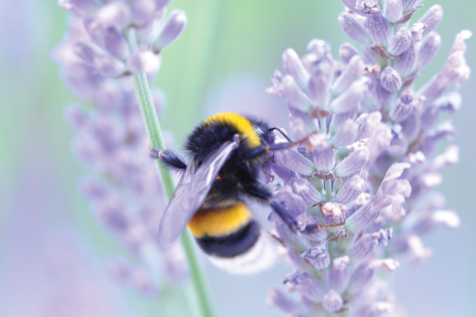 bee on lavendar plant